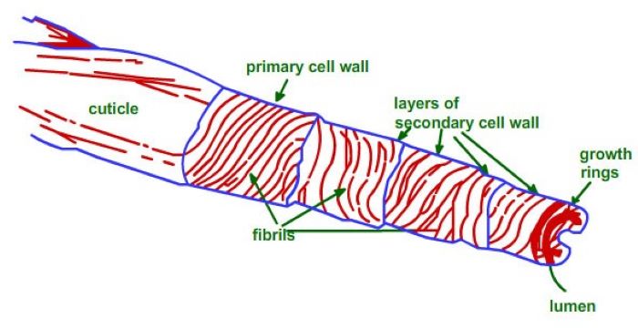 Cotton fiber has a rough structure, so it naturally tends to contract when exposed to heat and moisture.